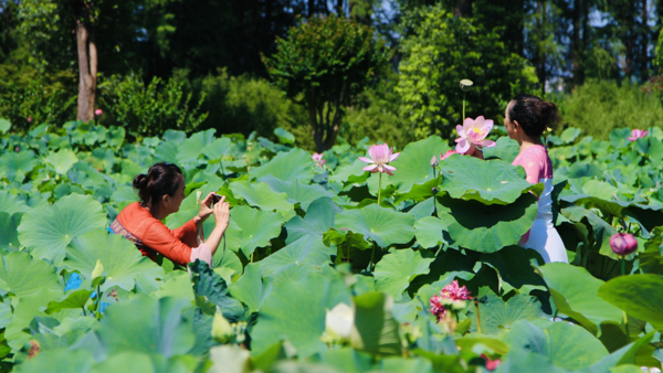 好多珍品都开了，来东湖荷园赏花正当时